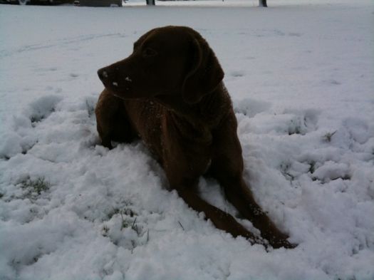 "Timber loves the snow. She keeps trying to eat it. Bless her x"
