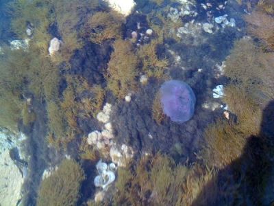 Jellyfish in Majorca
